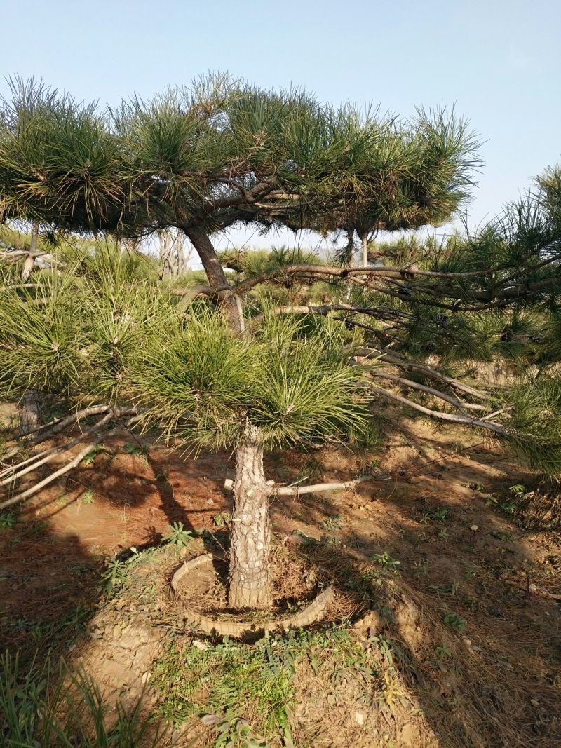 精品造型油松