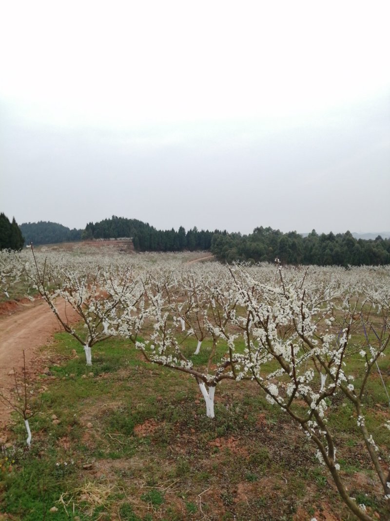 四川[青脆李），五月脆李，半边红李，脆红李，蜂糖李。