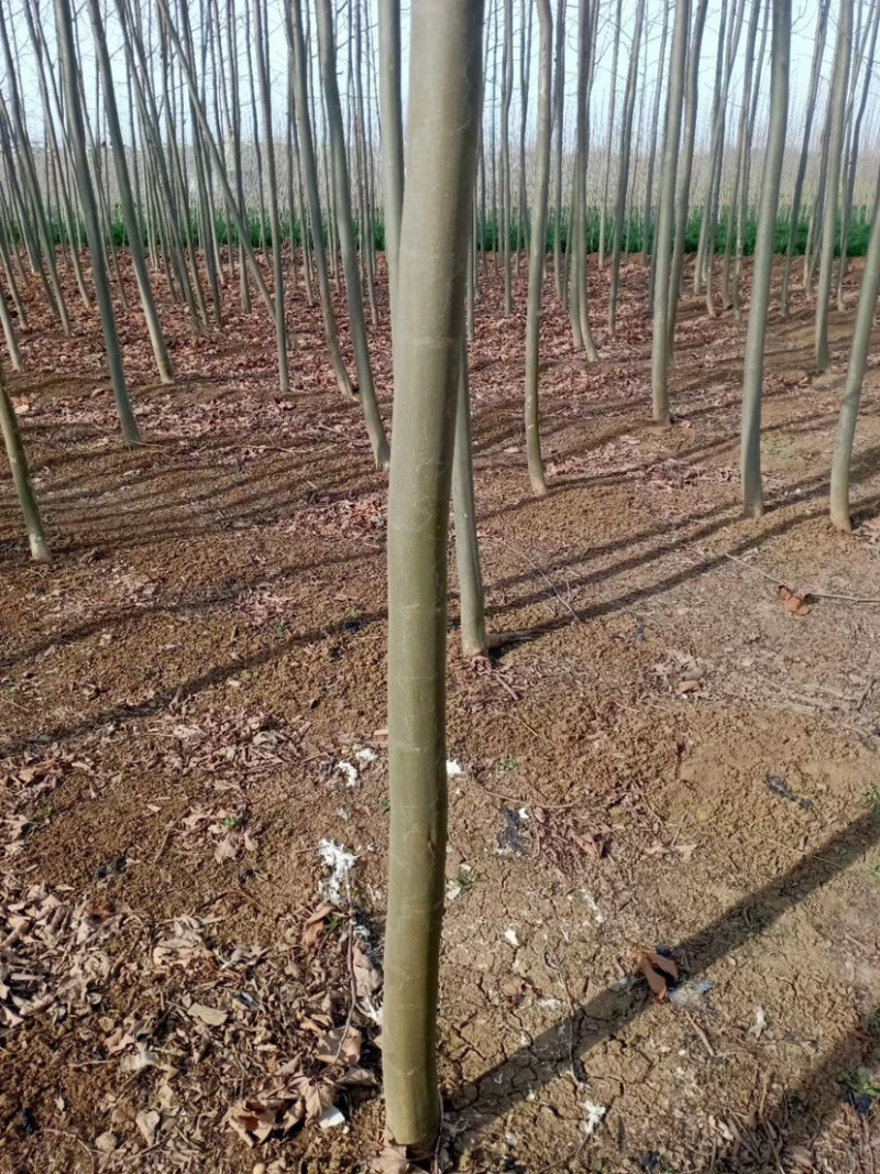 优质速生法桐树苗