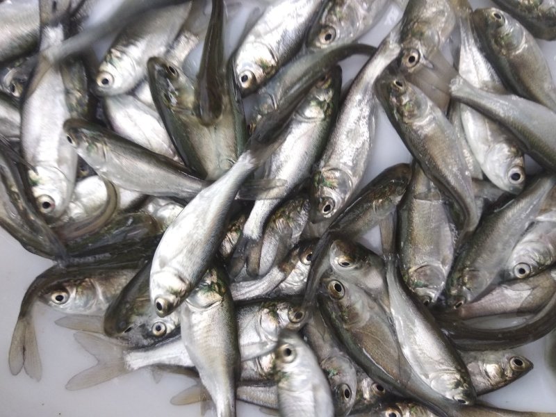 白鲢鱼苗鳊鱼苗四大家鱼批发全国包邮