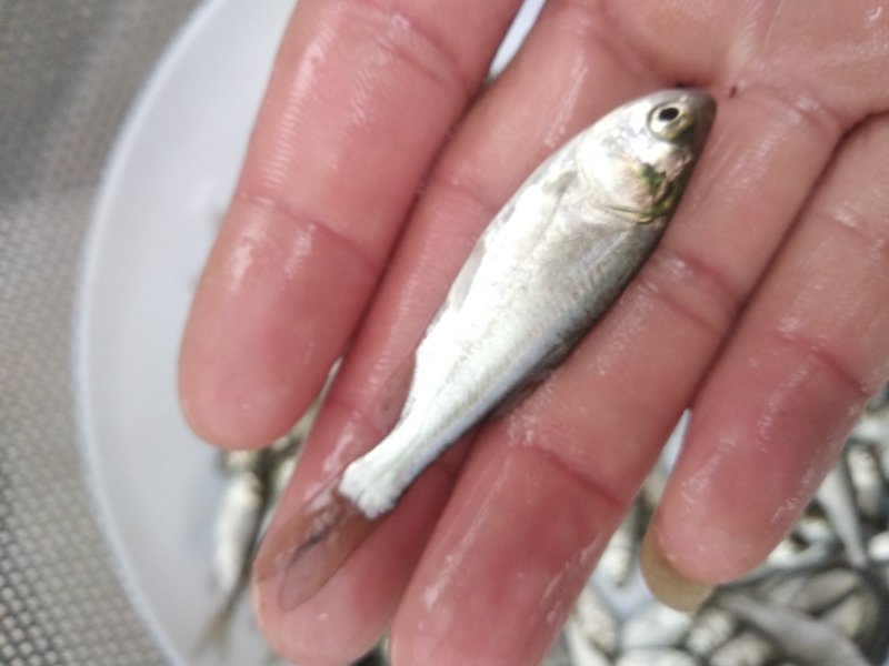白鲢鱼苗鳊鱼苗四大家鱼批发全国包邮
