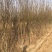 西府海棠