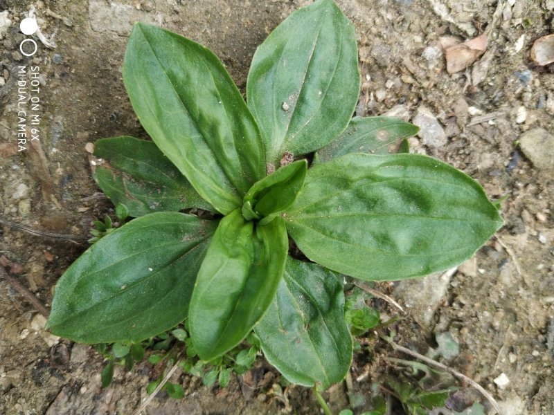 车前草干品嫩茶，2022年新品野菜，一手货源，超低价包邮