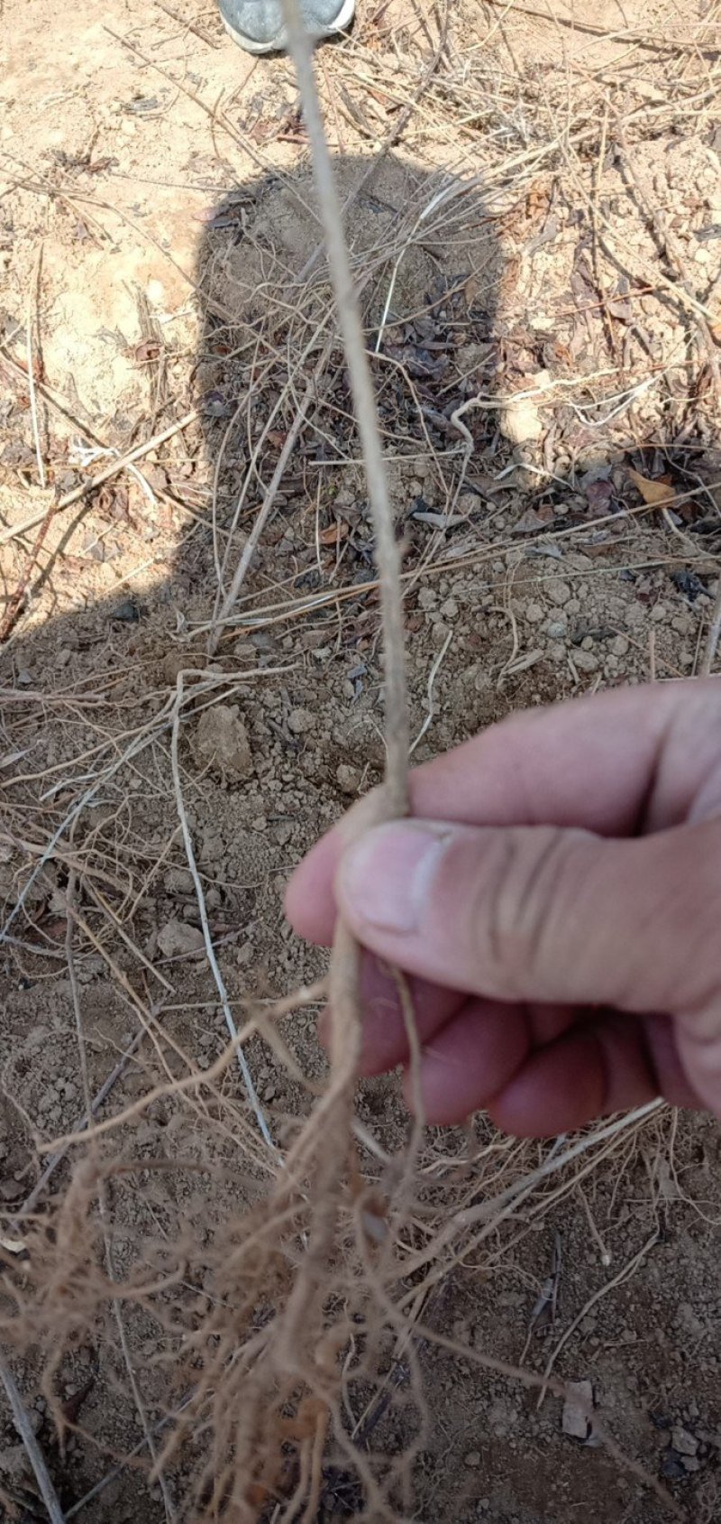 药用连翘苗