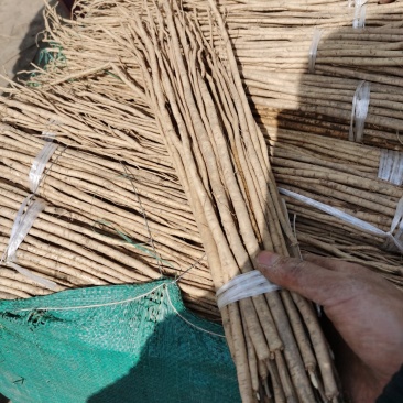 黄芪籽黄芪苗优选好苗，产地直发欢迎咨询