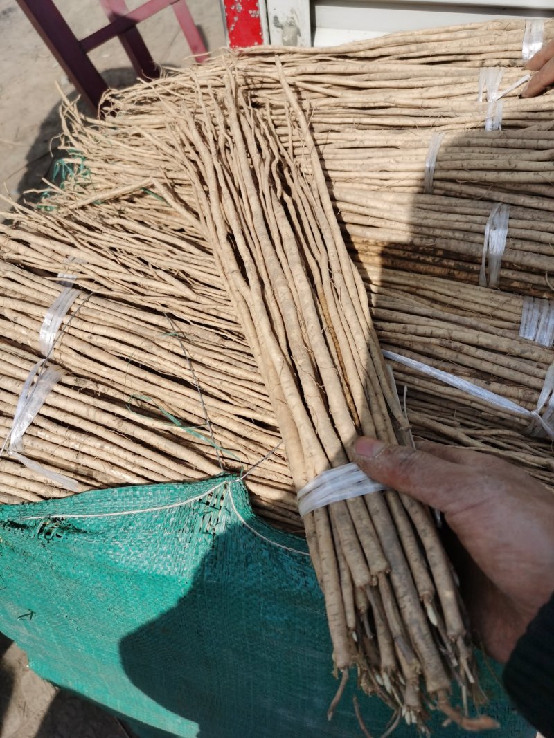 黄芪籽黄芪苗优选好苗，产地直发欢迎咨询