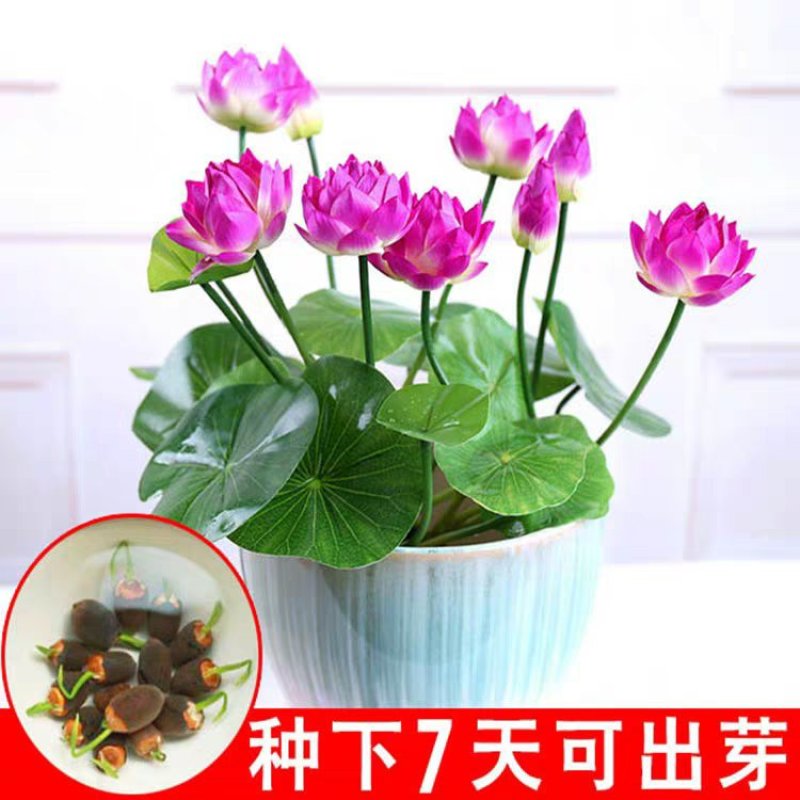 水连套餐水陪植物盆栽水养塘泥花盆睡莲水培花种荷花绿色碗