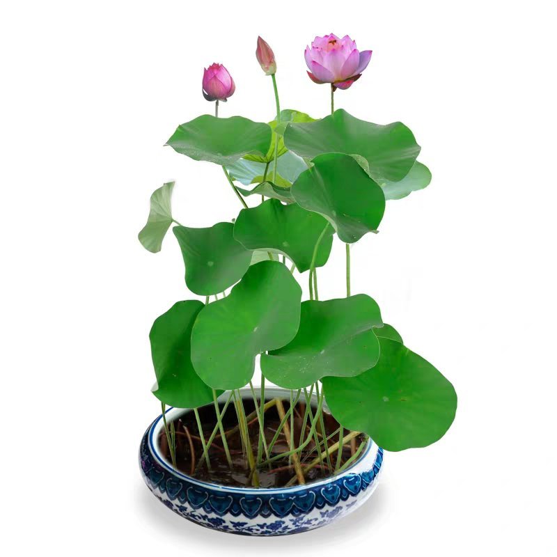 水连套餐水陪植物盆栽水养塘泥花盆睡莲水培花种荷花绿色碗