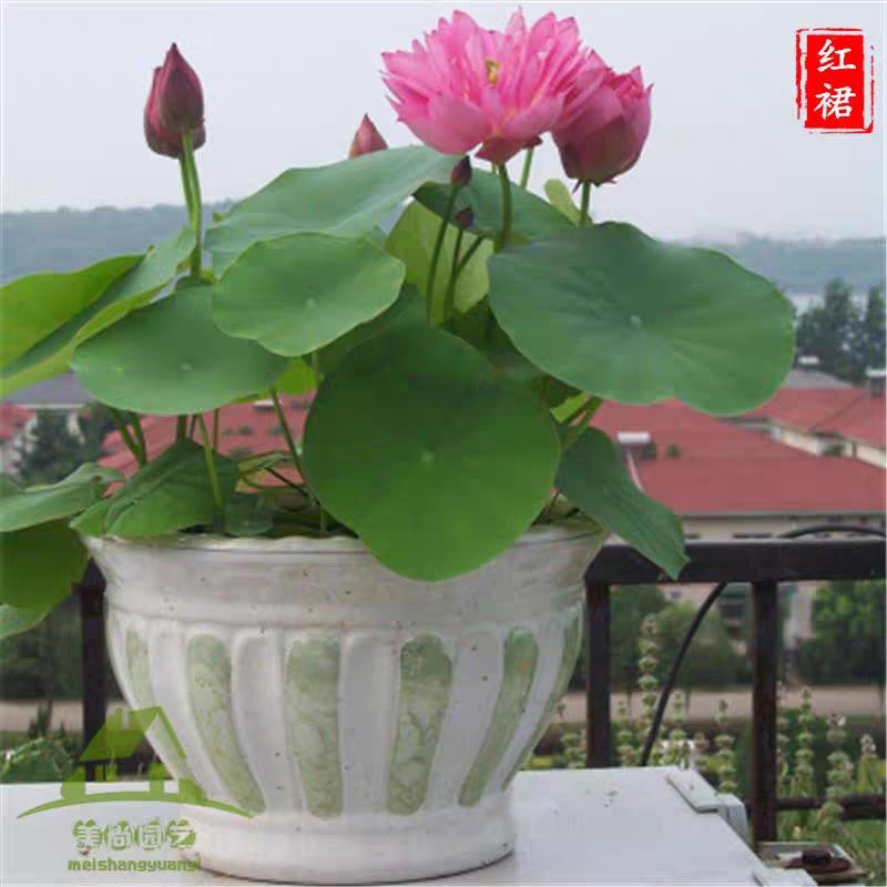 水连套餐水陪植物盆栽水养塘泥花盆睡莲水培花种荷花绿色碗
