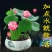 水连套餐水陪植物盆栽水养塘泥花盆睡莲水培花种荷花绿色碗
