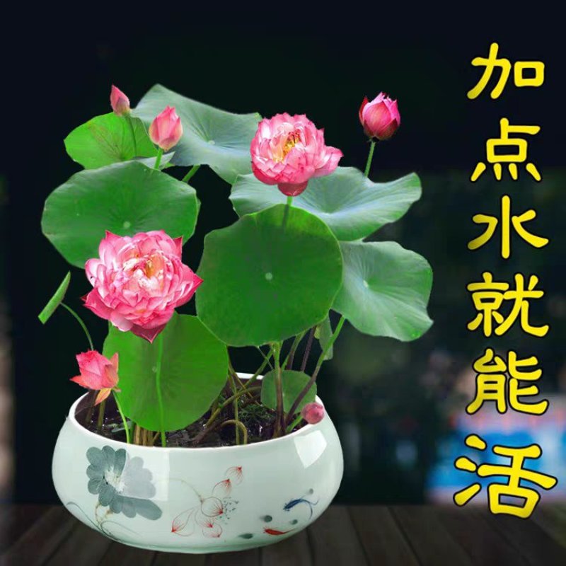 水连套餐水陪植物盆栽水养塘泥花盆睡莲水培花种荷花绿色碗
