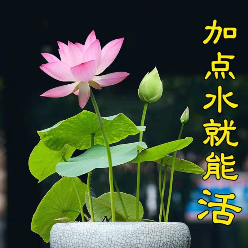 水连套餐水陪植物盆栽水养塘泥花盆睡莲水培花种荷花绿色碗