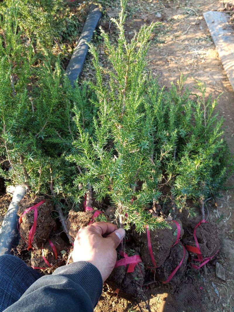 50公分刺柏价格至90公分刺柏价格