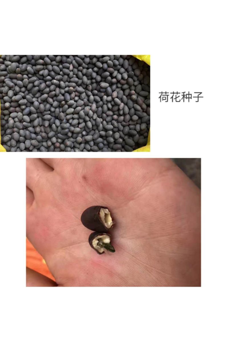 水生植物