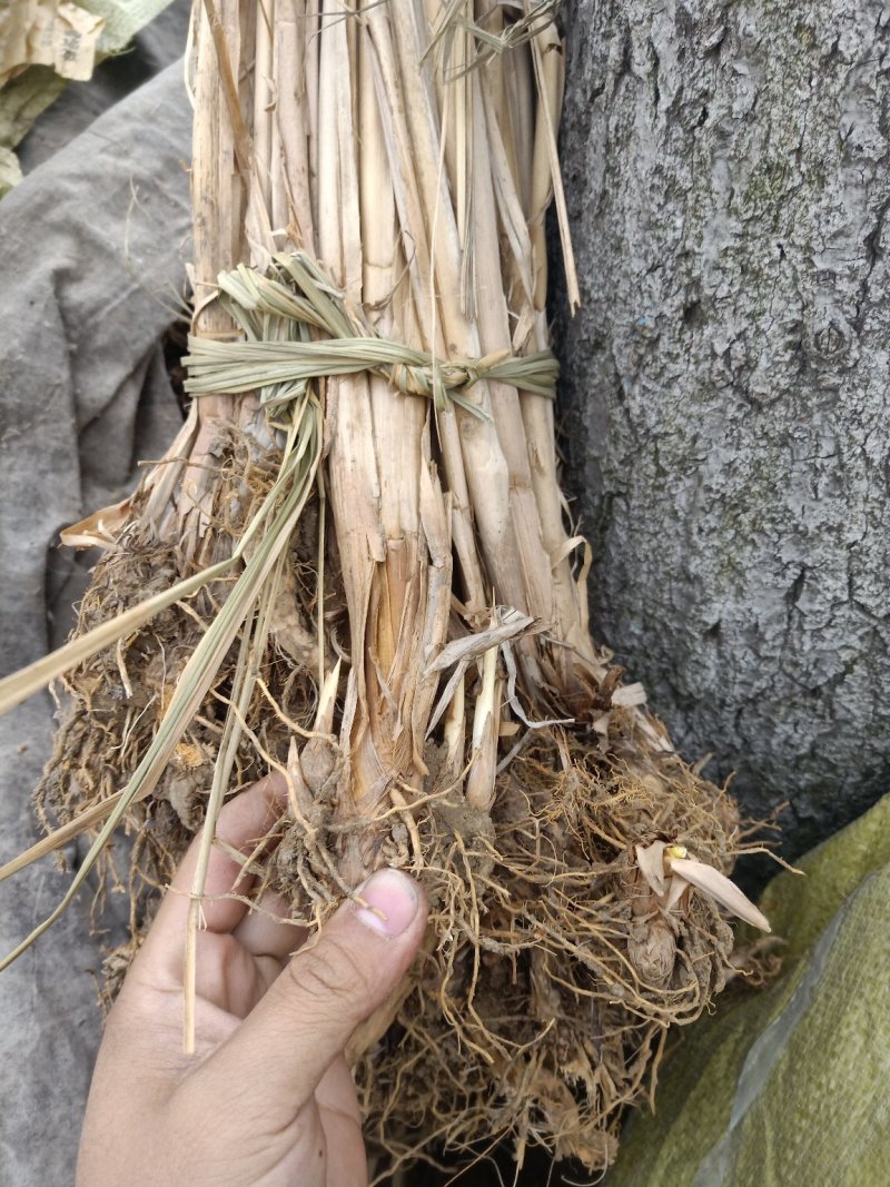 水生植物