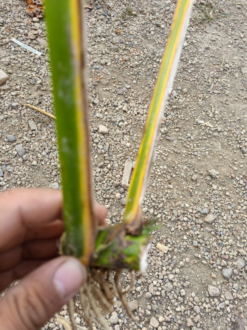 水生植物