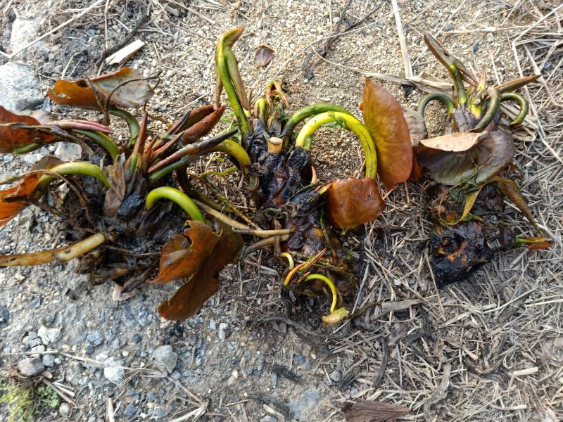 水生植物
