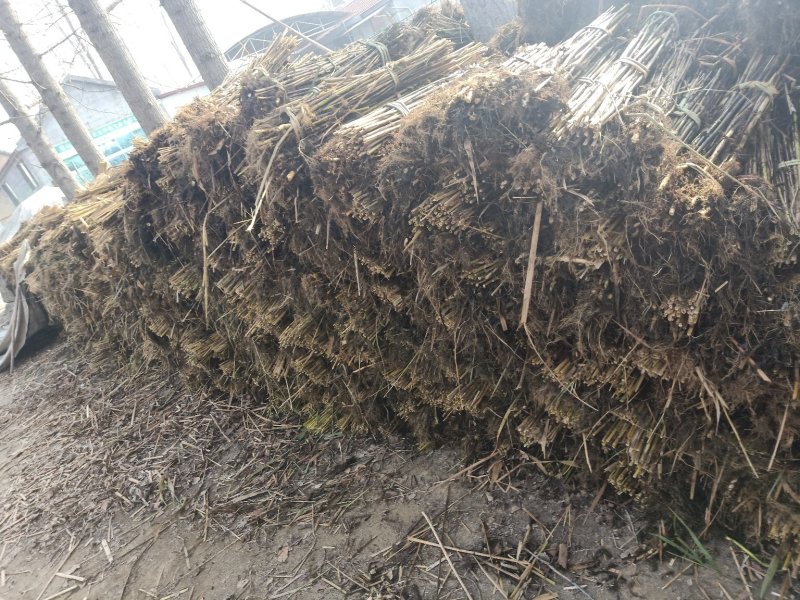 水生植物