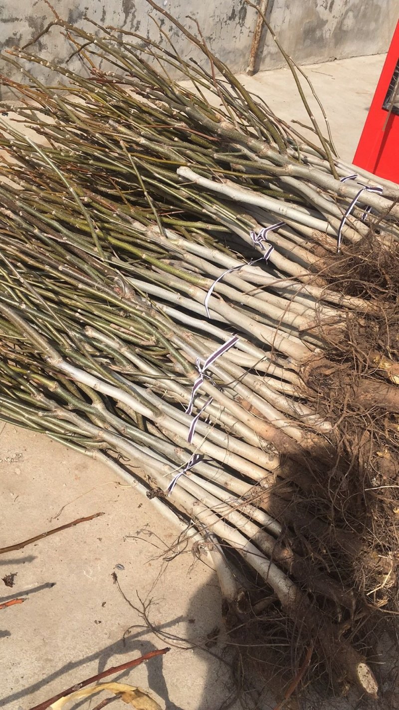 核桃树苗和占地树！大量出售！高质量低价格