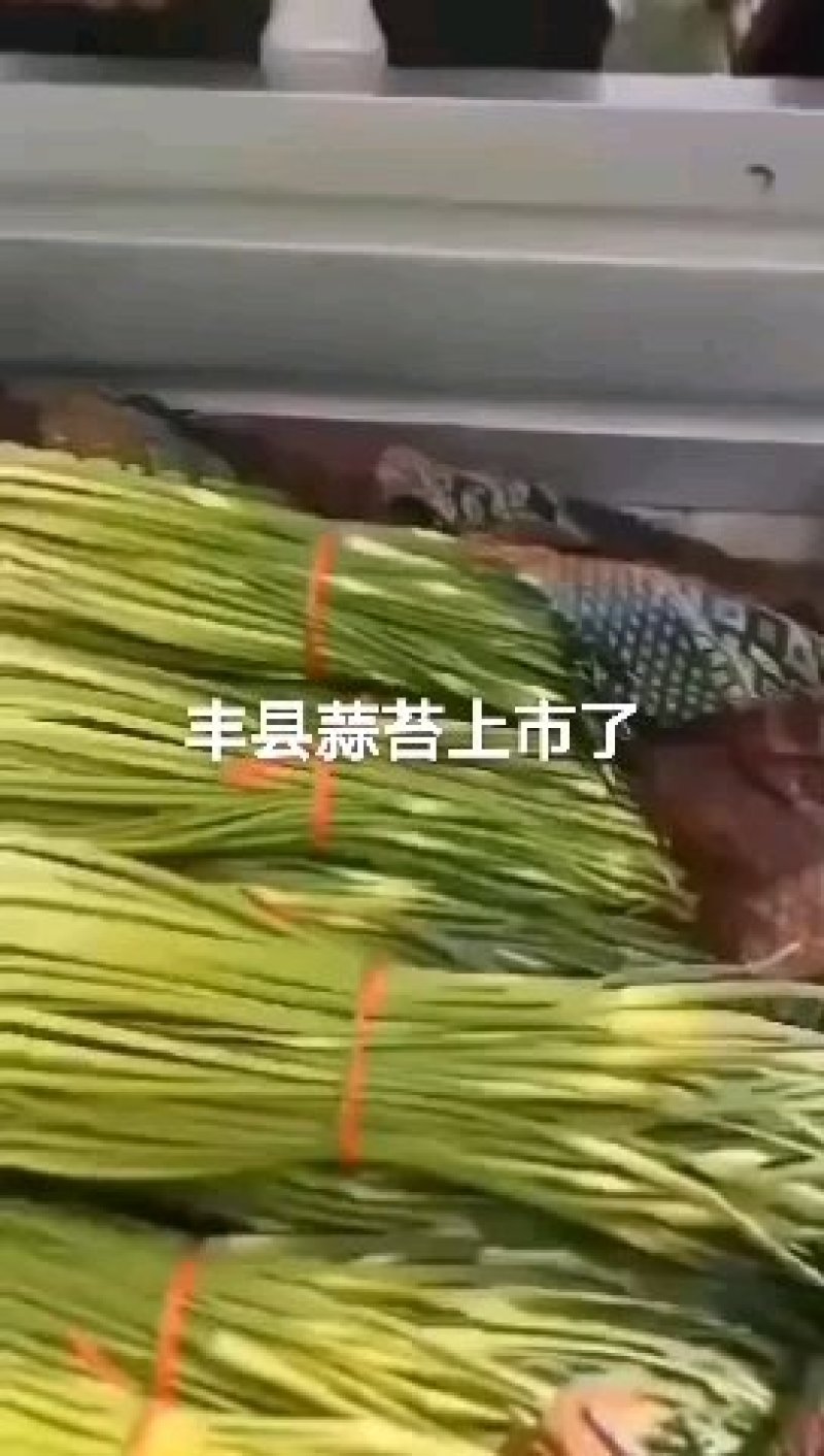 白帽蒜薹大量上市，产地直供，全国代发222222233