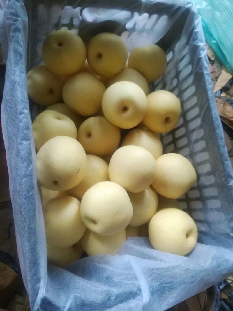精品皇冠梨