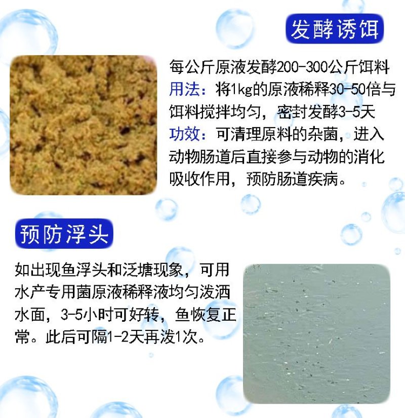 水产养殖专用净化改善水质植物消毒澡类增多养鱼虾蟹