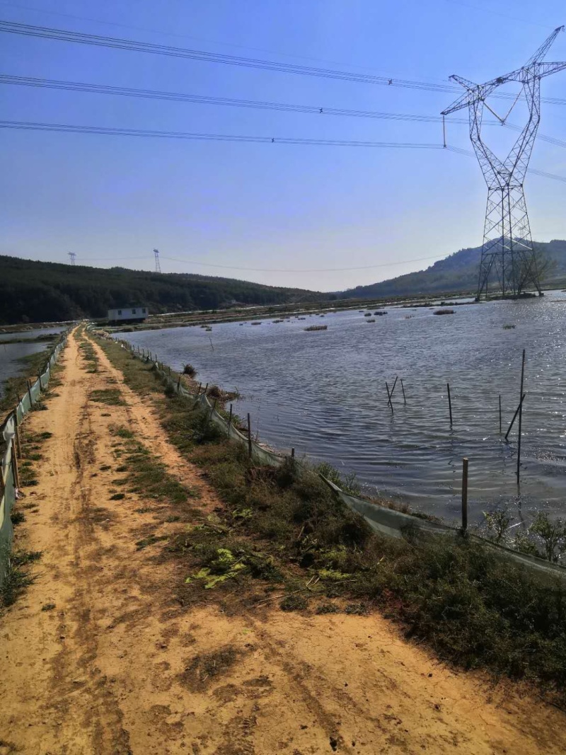 马龙区85亩龙虾地转让、已经养了三年了