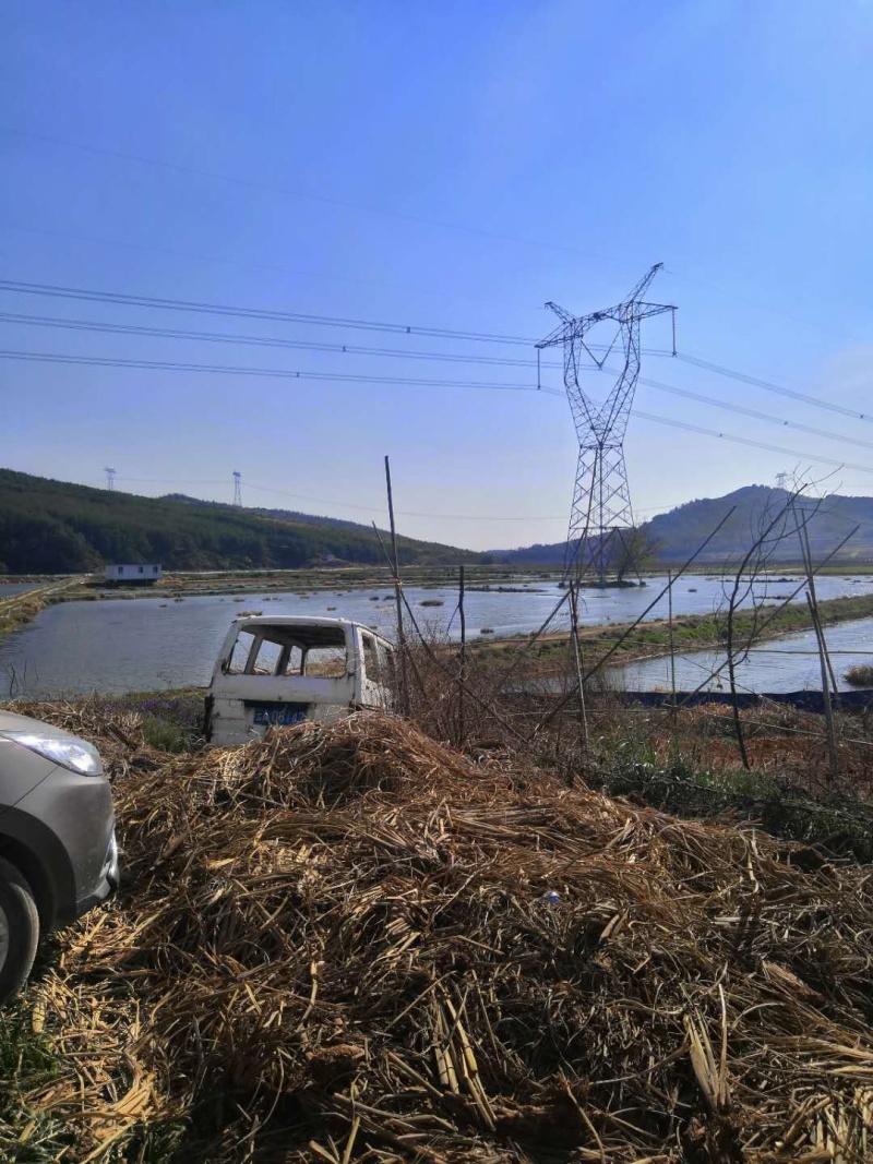 马龙区85亩龙虾地转让、已经养了三年了