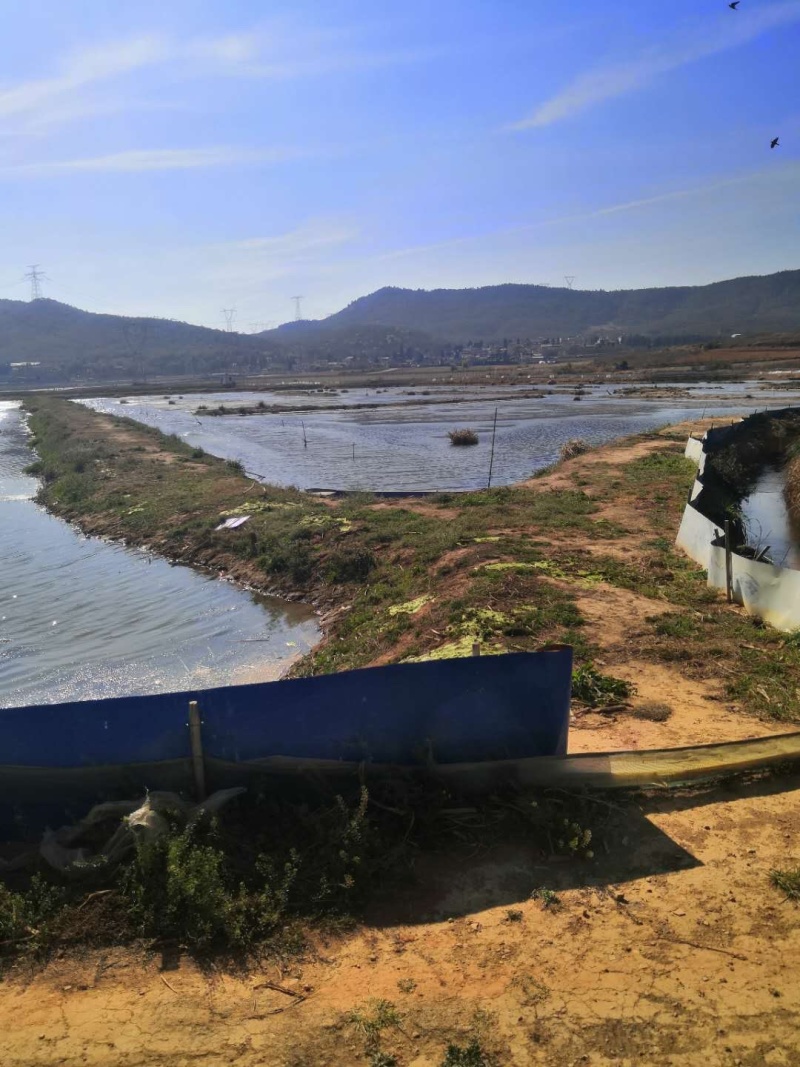 马龙区85亩龙虾地转让、已经养了三年了