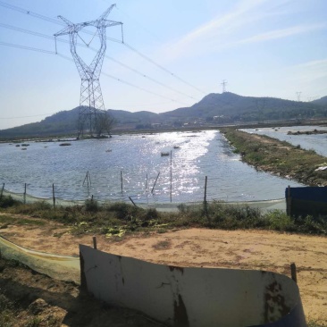 马龙区85亩龙虾地转让、已经养了三年了
