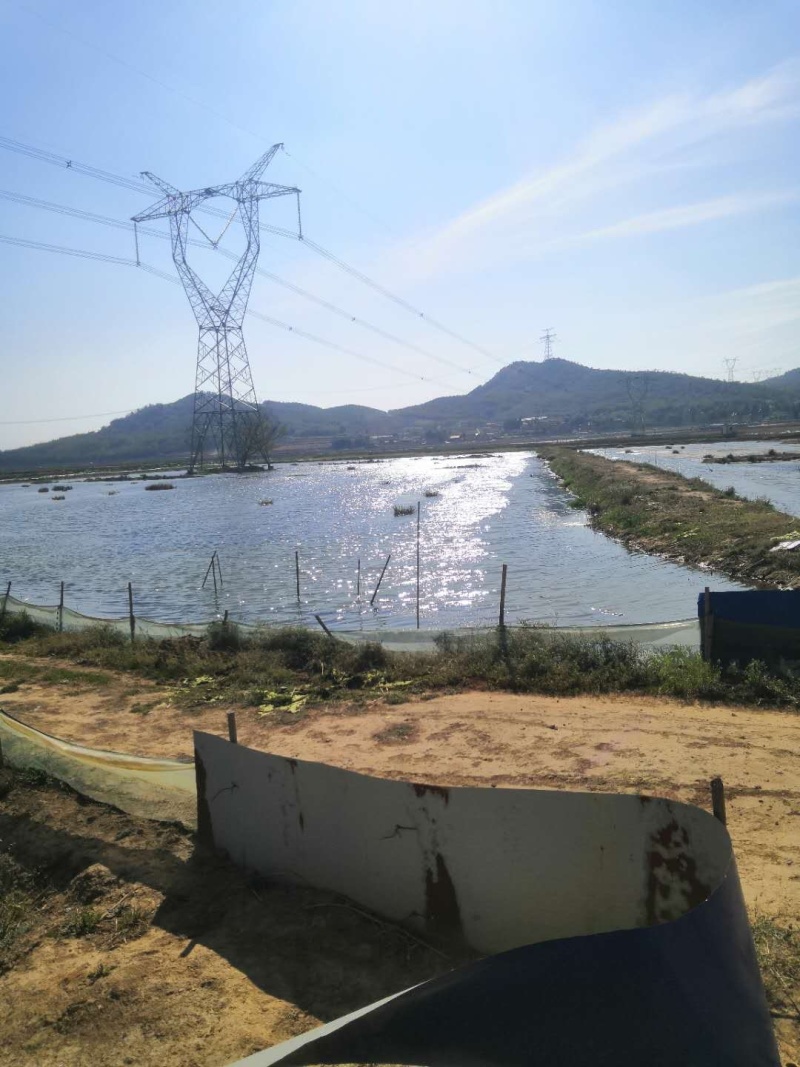 马龙区85亩龙虾地转让、已经养了三年了