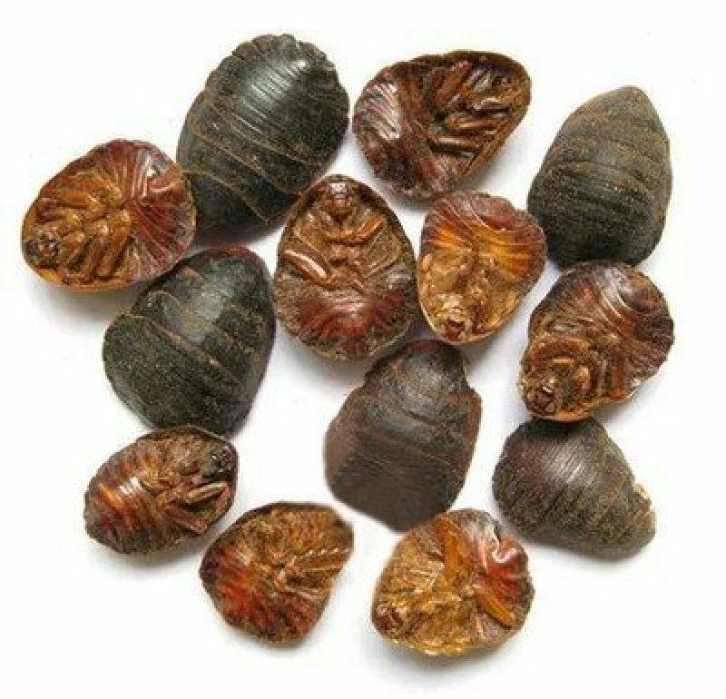 土鳖虫，常年批发供应，中药材土元