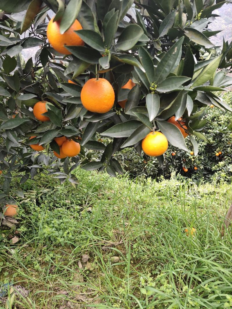 重庆奉节脐橙