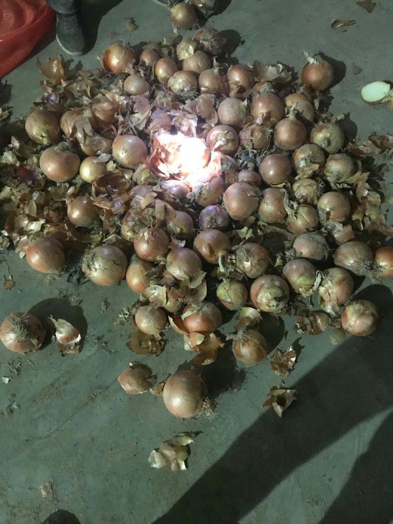 大量供应冷库红皮-紫皮黄皮洋葱80以上洋葱及各种规格加工
