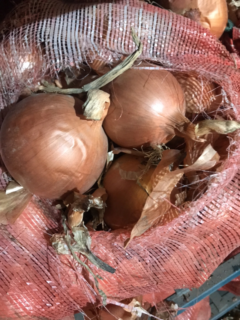 金乡黄皮紫皮红皮冷库圆葱！圆葱大量供应价格便宜