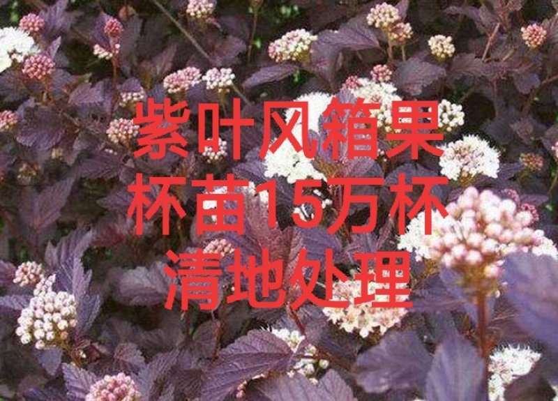 【聚便宜】紫叶风箱果金叶风箱果杯苗工程苗产地直销