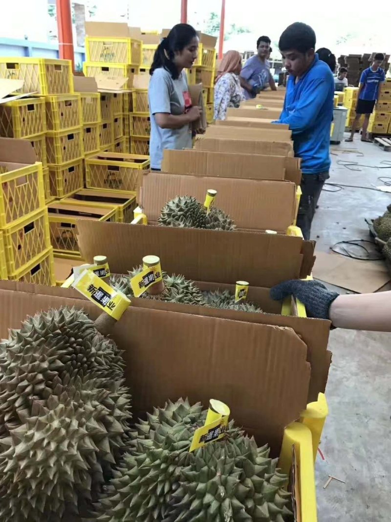 泰国榴莲托曼尼