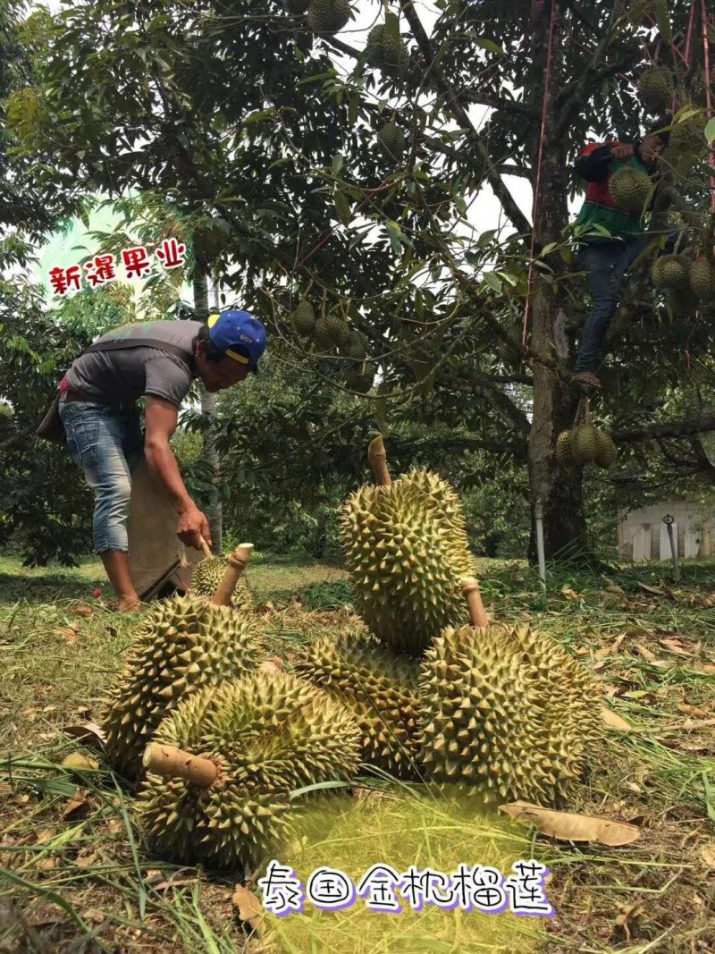 泰国榴莲托曼尼