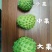 元谋释迦摩尼果，漂亮的爱不释手。