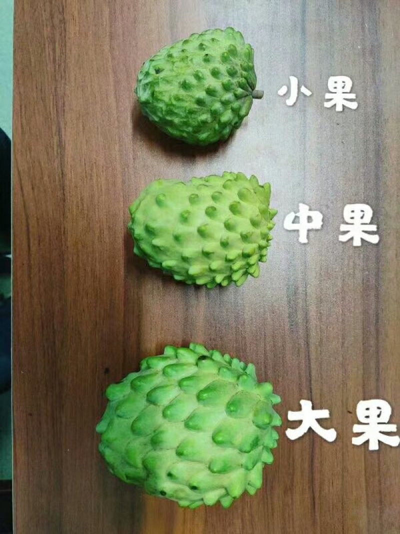 元谋释迦摩尼果，漂亮的爱不释手。