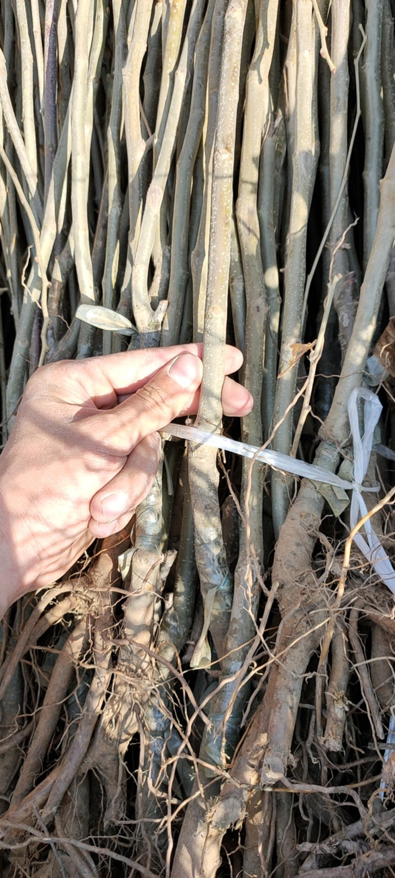大红袍板栗苗品种优良耐寒耐旱易管免费提供技术