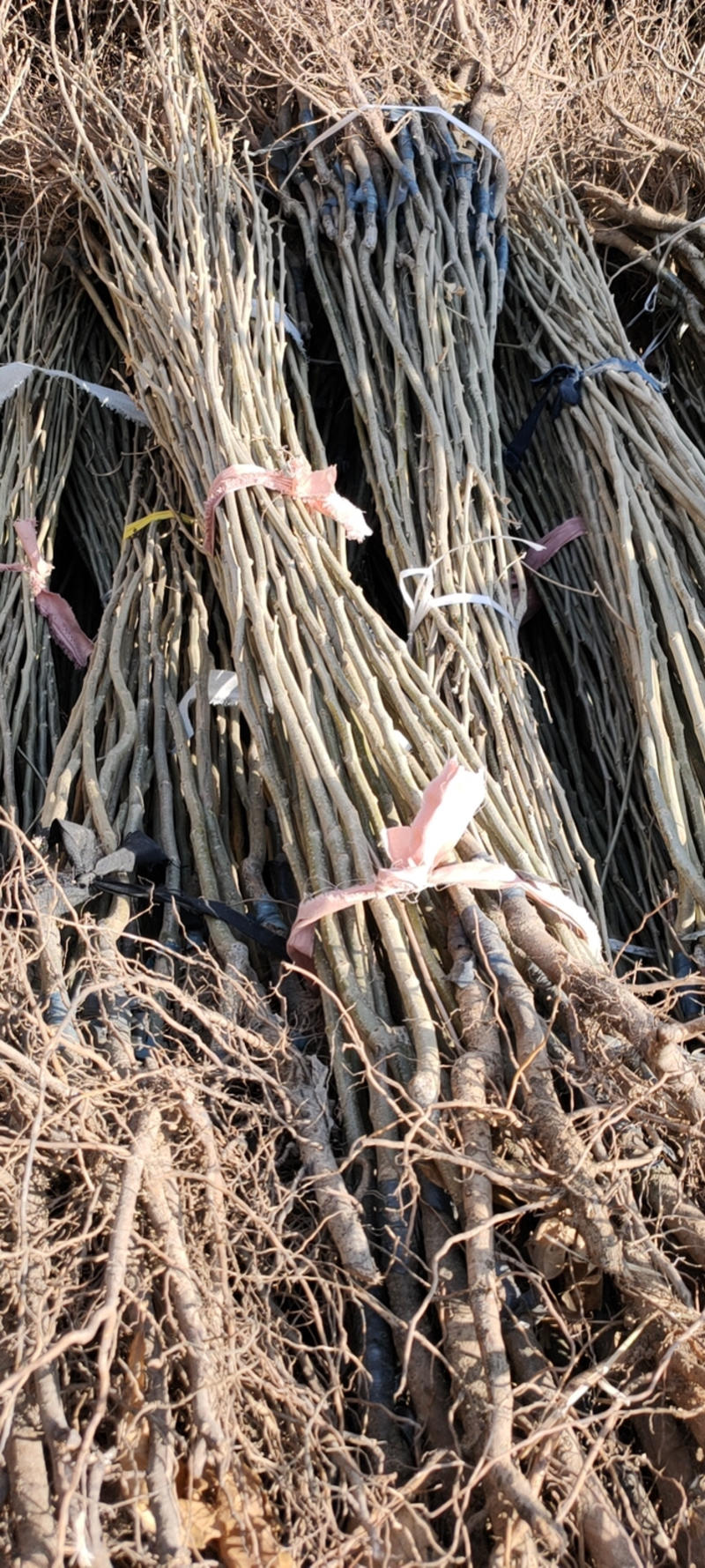 大红袍板栗苗品种优良耐寒耐旱易管免费提供技术