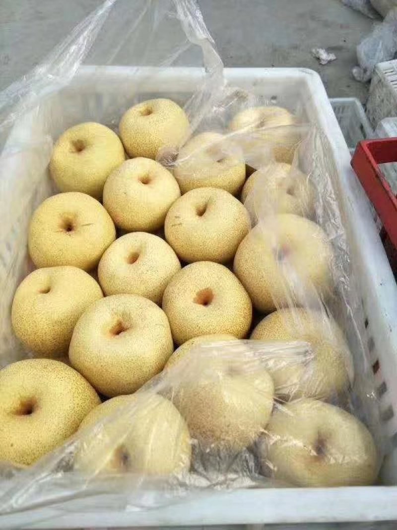 万亩【优质】砀山酥梨口感酥脆甜汁多、皮薄电超优选货发全国