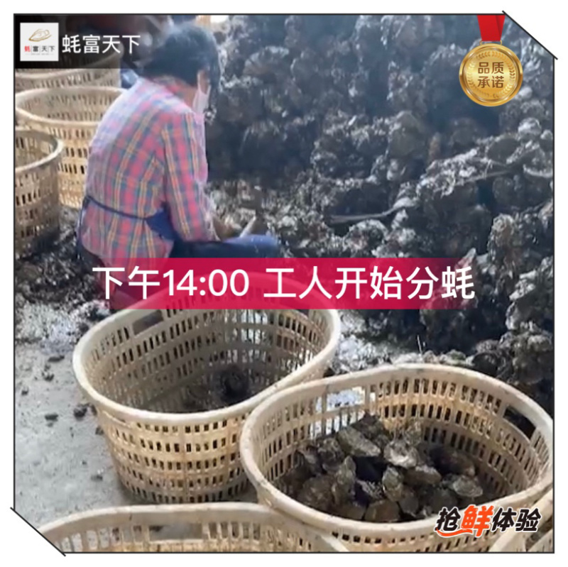 阳江程村肥蚝,净重8斤含冰10斤,烧烤批发价优,次日达