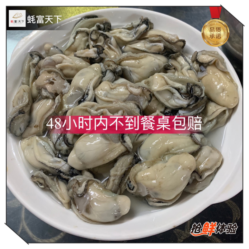 阳江程村肥蚝,净重8斤含冰10斤,烧烤批发价优,次日达