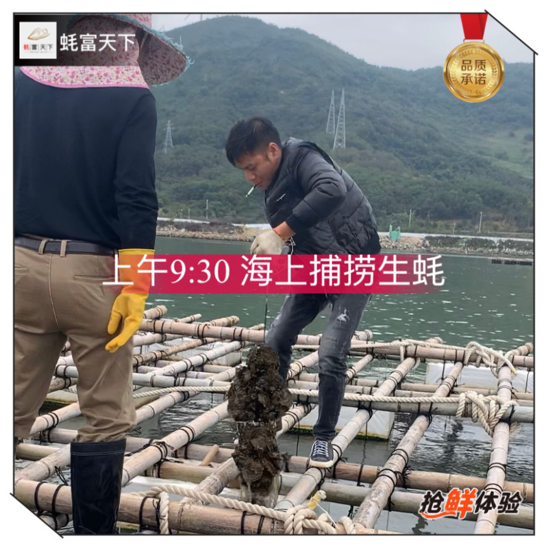 阳江程村肥蚝,净重8斤含冰10斤,烧烤批发价优,次日达