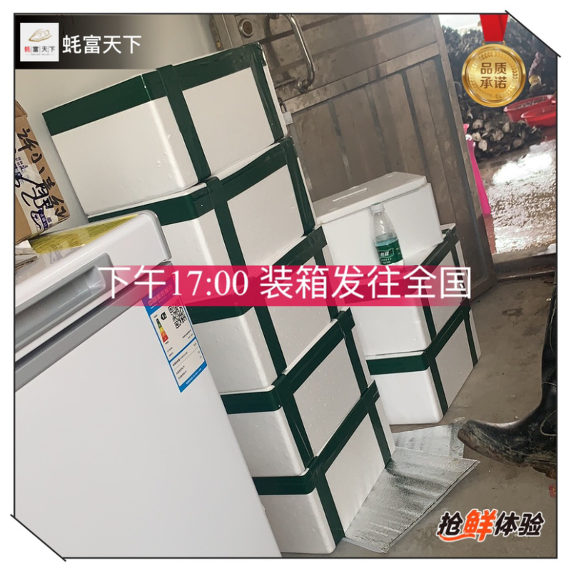 阳江程村肥蚝,净重8斤含冰10斤,烧烤批发价优,次日达