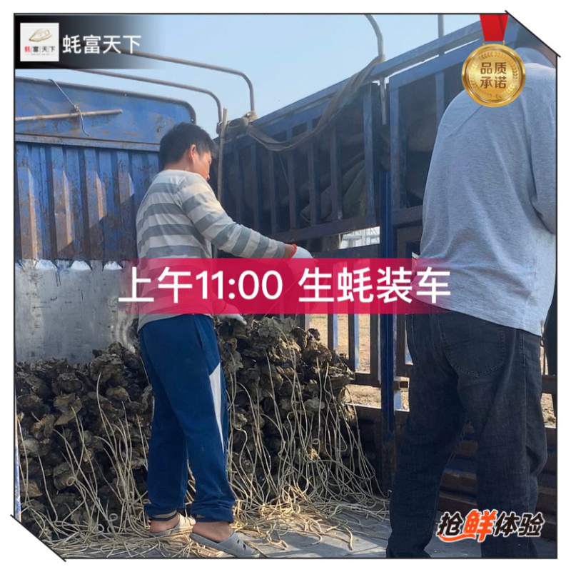 阳江程村肥蚝,净重8斤含冰10斤,烧烤批发价优,次日达