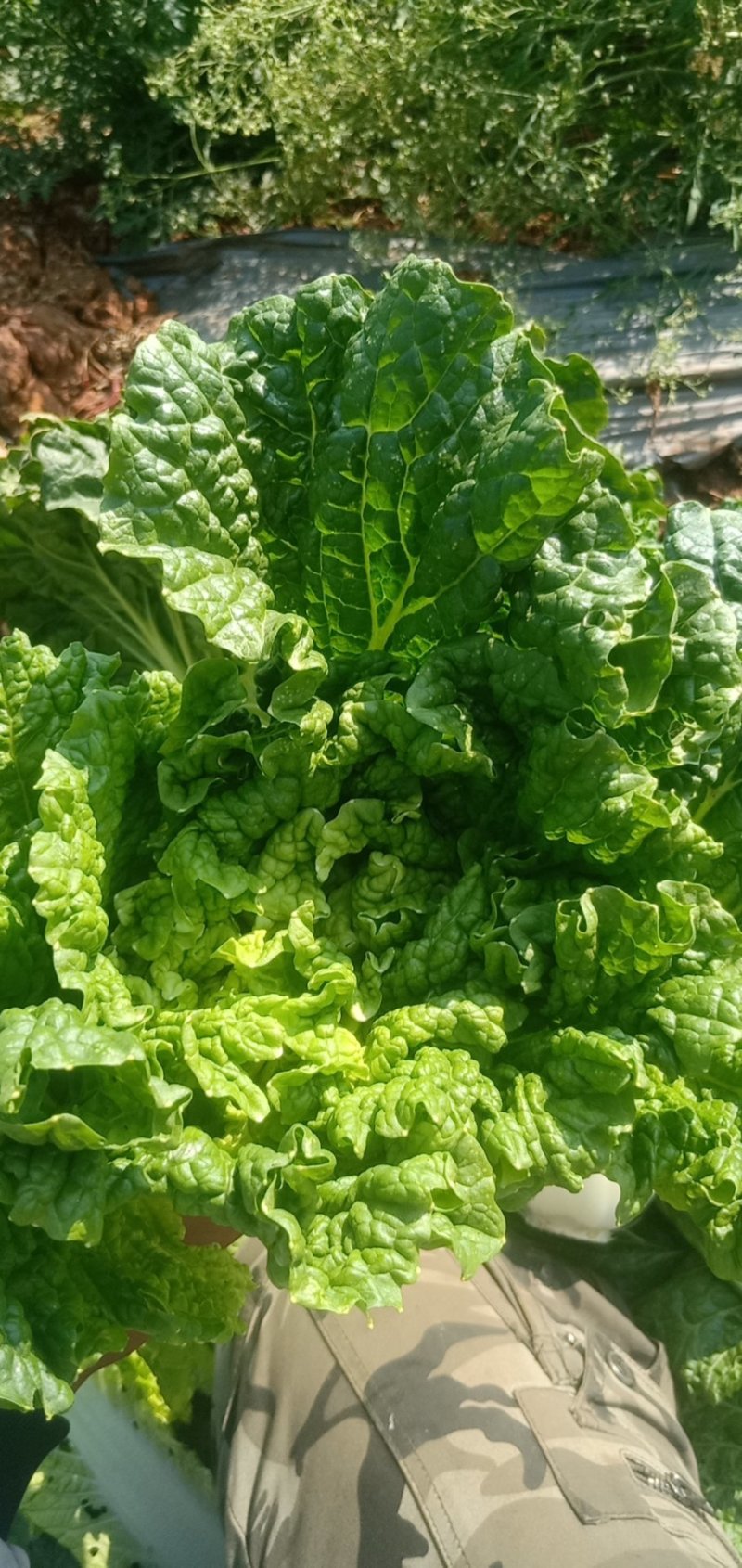 山地种植秋绿，麻叶青白菜，叶面清秀无虫眼无烧心