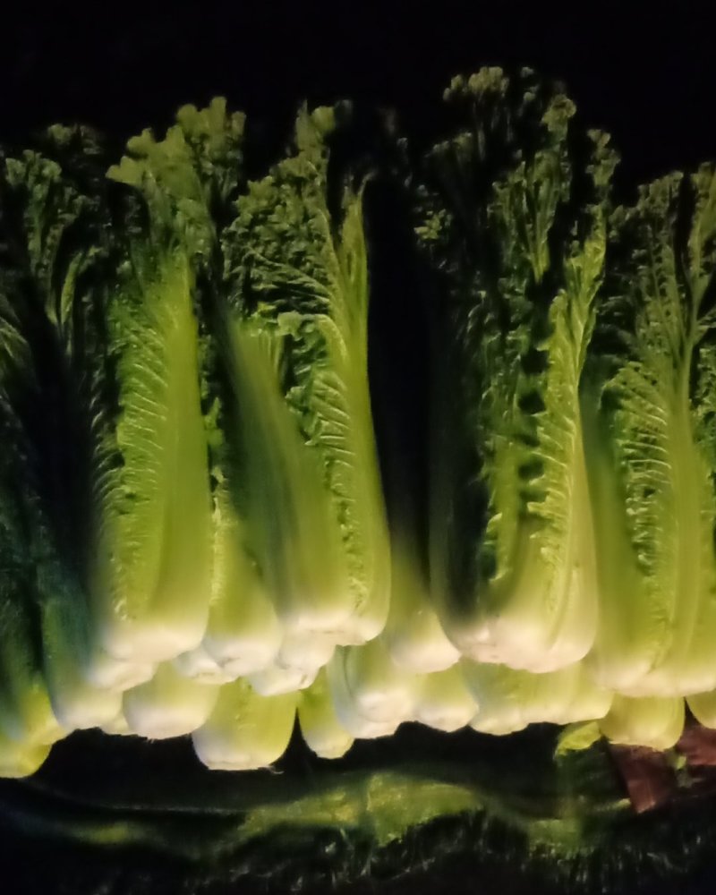 山地种植秋绿，麻叶青白菜，叶面清秀无虫眼无烧心
